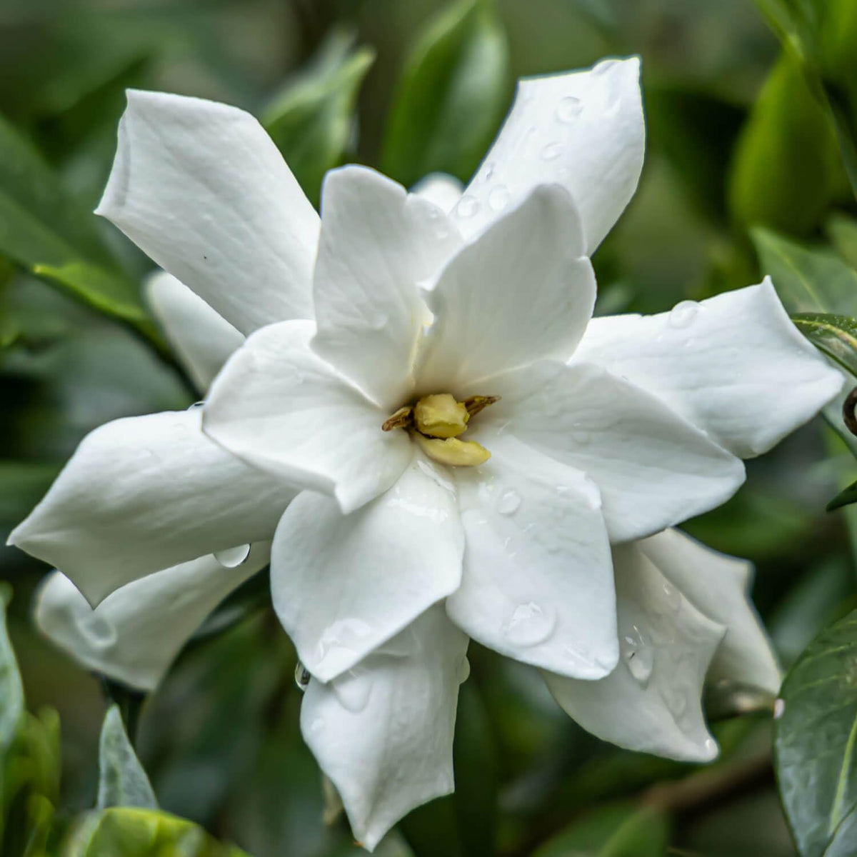 Frostproof Gardenia 2.5 Quart Flowering Evergreen Shrub N8591