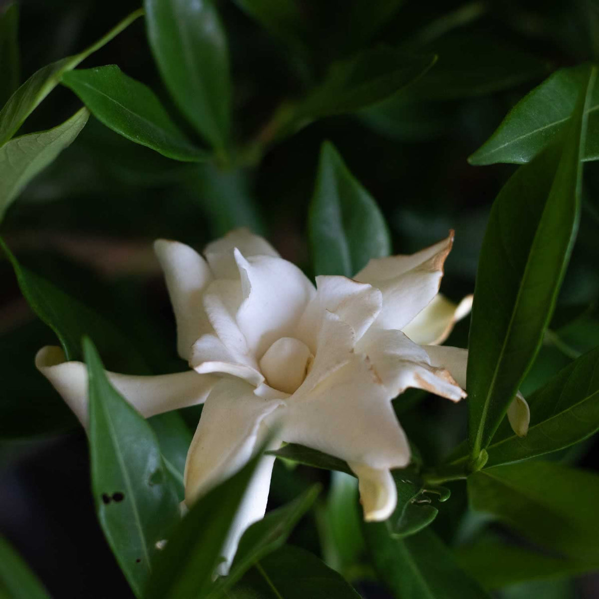 Frostproof Gardenia 2.5 Quart Flowering Evergreen Shrub N8591