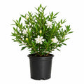 Frostproof Gardenia 2.5 Quart Flowering Evergreen Shrub N8591
