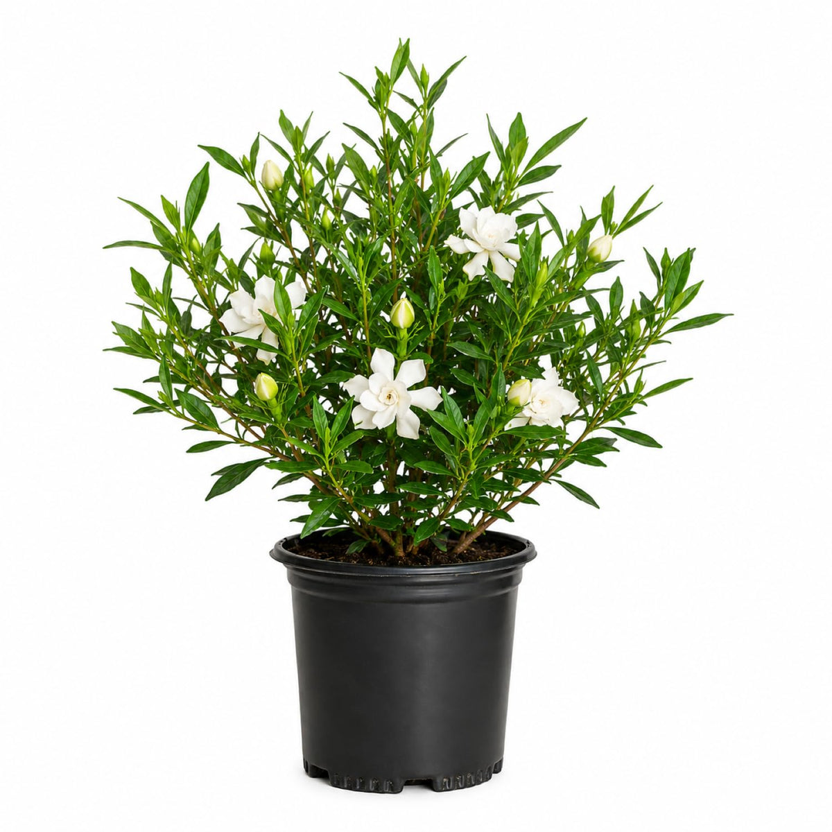 Frostproof Gardenia 2.5 Quart Flowering Evergreen Shrub N8591
