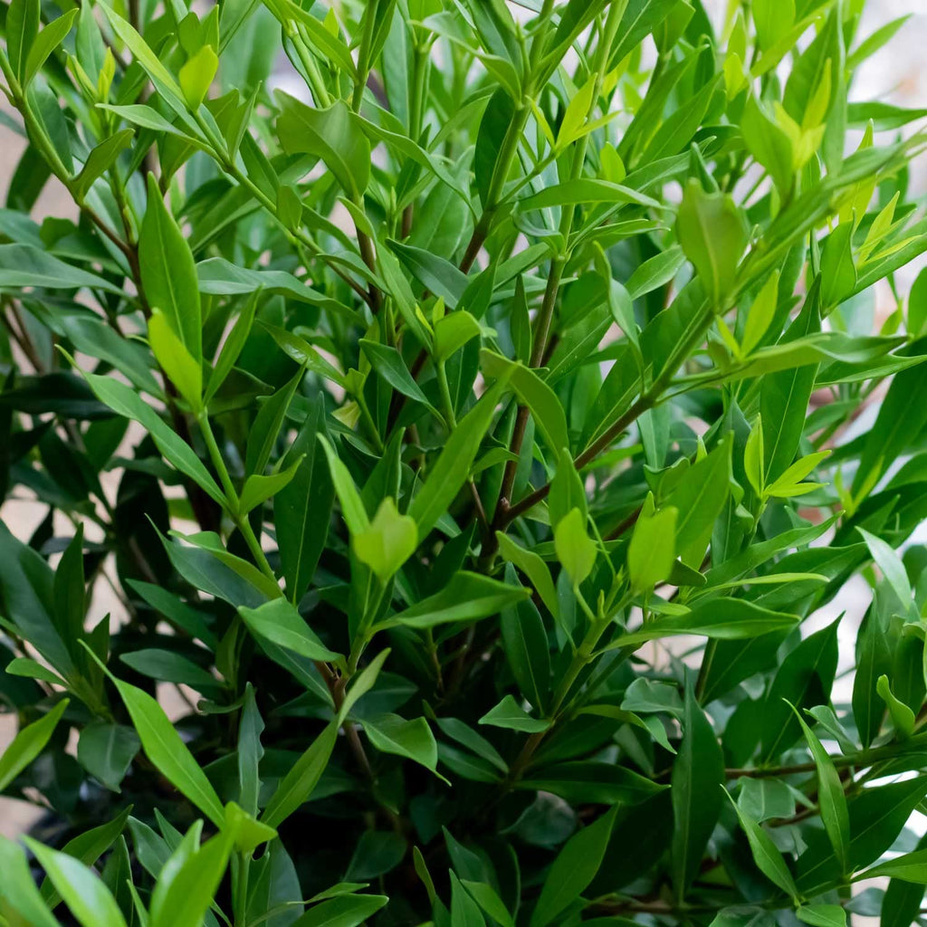 Frostproof Gardenia 2.5 Quart Flowering Evergreen Shrub N8591
