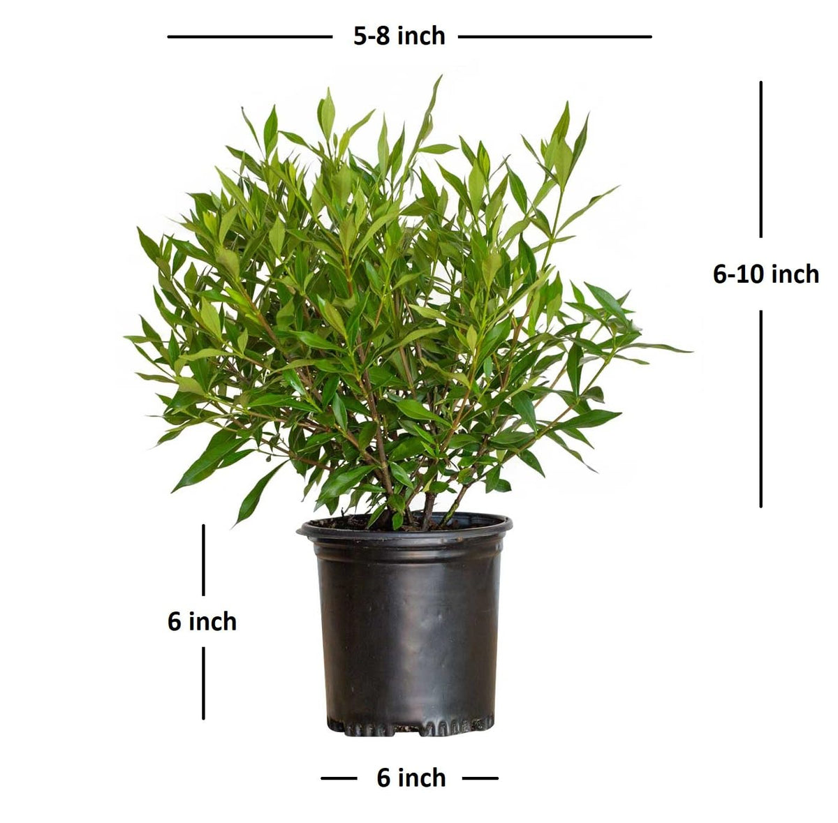 Frostproof Gardenia 2.5 Quart Flowering Evergreen Shrub N8591