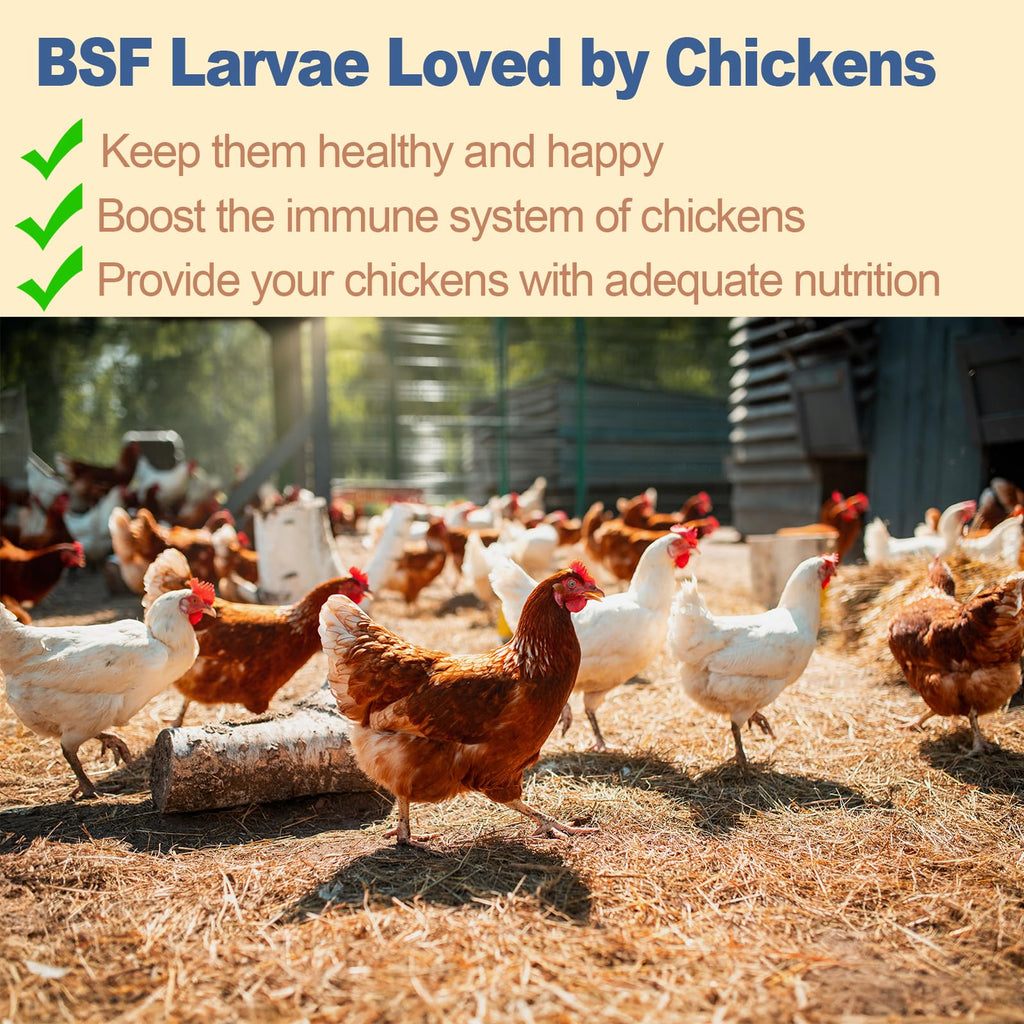 Black Soldier Fly Larvae Chicken Feed 20LB N1850