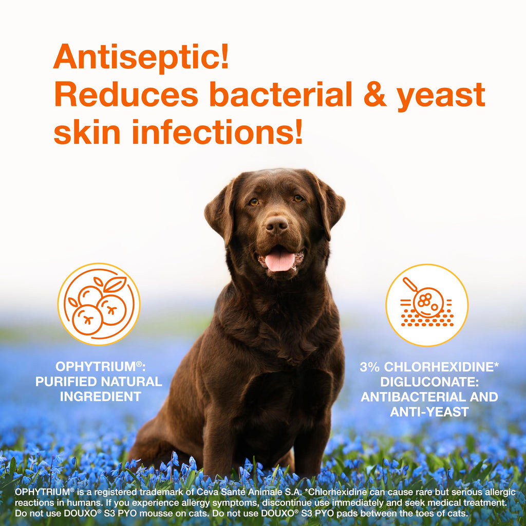 Medicated Dog Shampoo with 3% Chlorhexidine 6.7 fl oz X47749