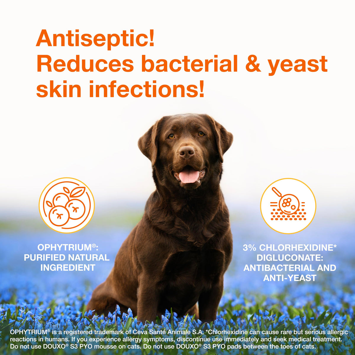Medicated Dog Shampoo with 3% Chlorhexidine 6.7 fl oz X47749