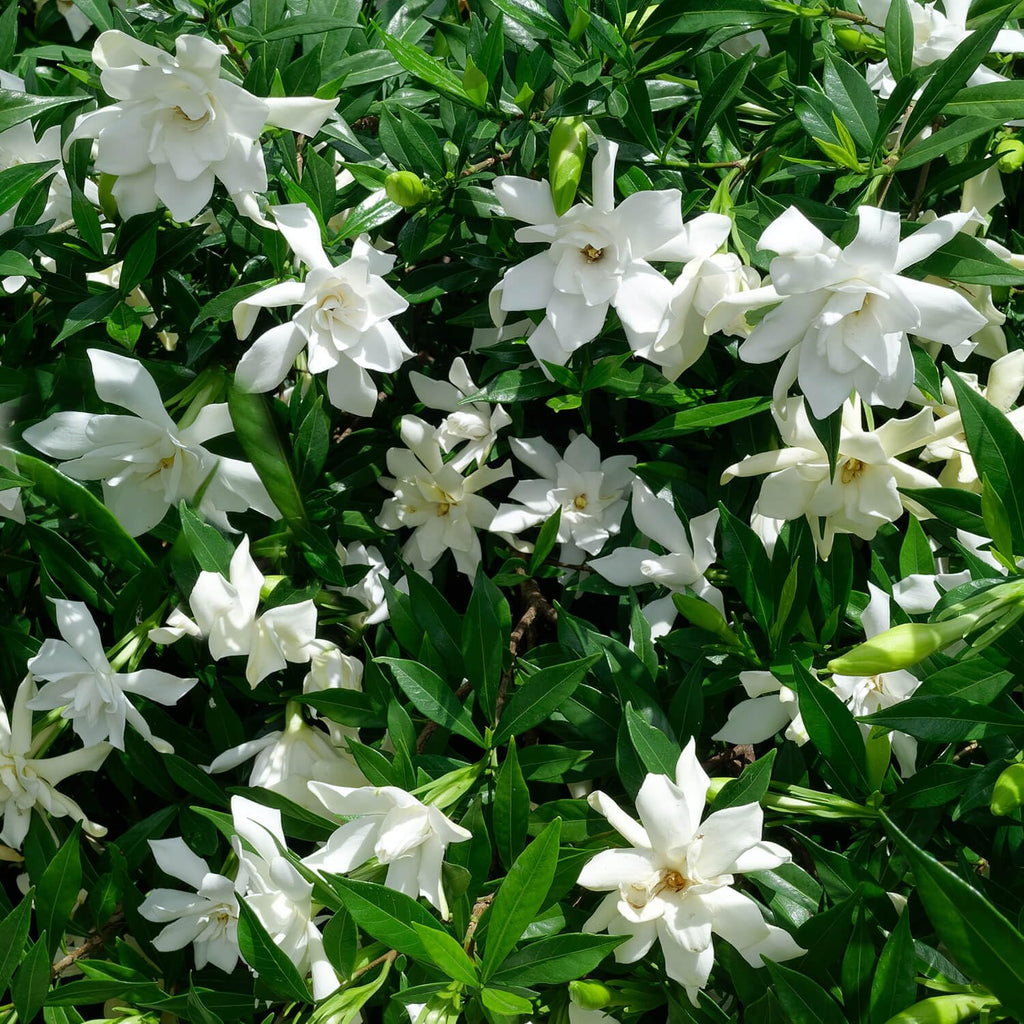 Frostproof Gardenia 2.5 Quart Flowering Evergreen Shrub N8591