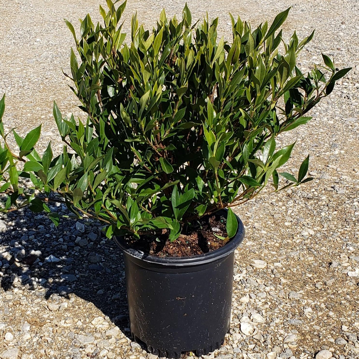 Frostproof Gardenia 2.5 Quart Flowering Evergreen Shrub N8591